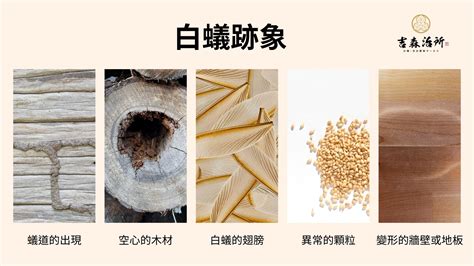 家中白蟻徵兆|白蟻防治怎麼做？3分鐘教你懂白蟻習性、白蟻防治妙招